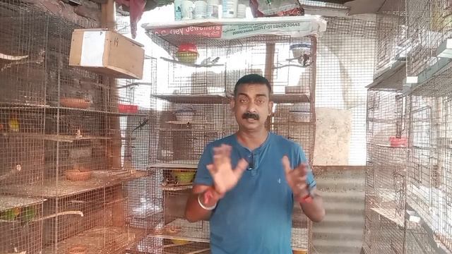 Bird and Bird Baby Care In Breeding Time | Full Details | @AB Birds and Dog lovers | смотреть онлайн