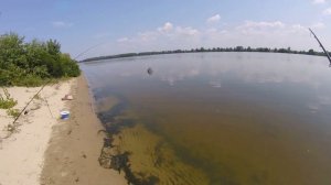 Ловля судака донками на живца летом/Отличный улов/Видеоотчет июль