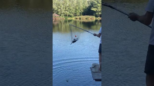 Белые камни 12.09.2020 #1 смотреть онлайн