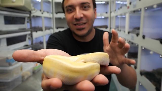 Odium - The Ball Python Gene You Can't Afford смотреть онлайн