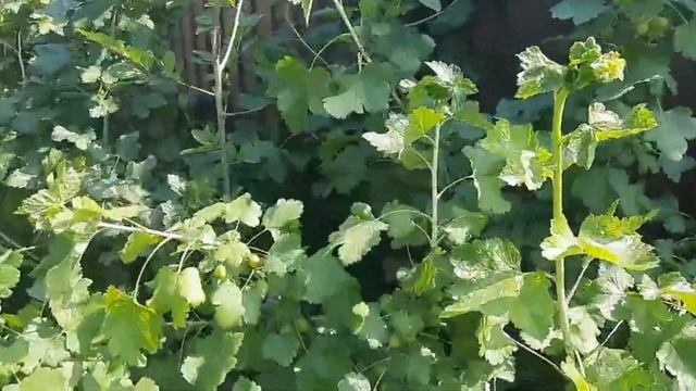 ВЛОГ | моем окна | как отстирать клубнику ? | ранние огурцы смотреть онлайн