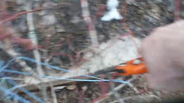 как ОБРЕЗАТЬ ГОЛУБИКУ!!! how to prune blueberries ! смотреть онлайн