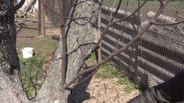 КАК ОБРЕЗАТЬ РЕАНИМИРОВАТЬ СТАРОЕ СУХОЕ ДЕРЕВО смотреть онлайн