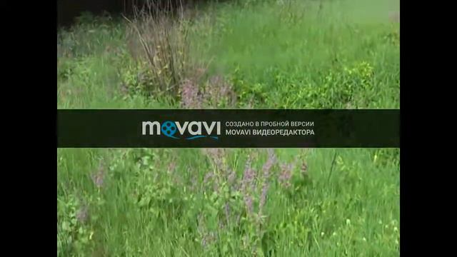 липовый мёд смотреть онлайн