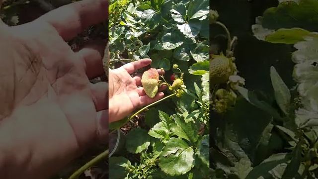 Ремонтантная Клубника. СемейнаЯ. смотреть онлайн