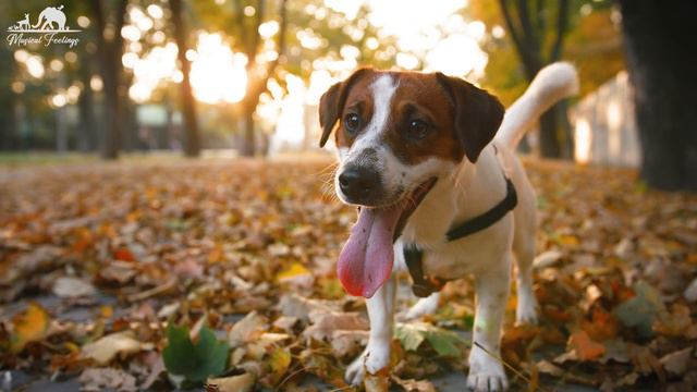 Cute Baby Animals 4K - Amazing World Of Young Animals Scenic Relaxation Film
