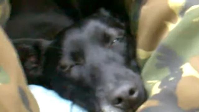 Собака после зимней рыбалки смотреть онлайн