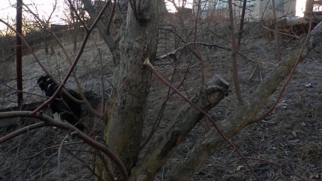 Обрезка старого сада .Лечение деревьев от лишайника. смотреть онлайн