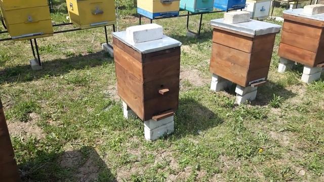 Как увеличить пасеку на 100%? Самые крутые отводки пчёл. смотреть онлайн