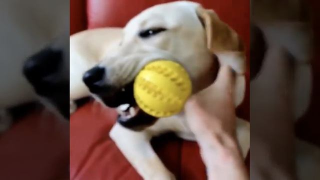 chew ball смотреть онлайн