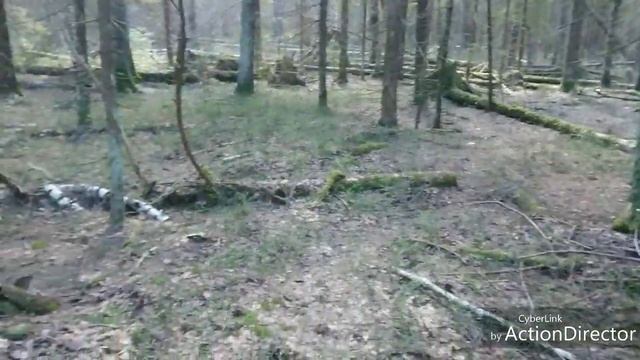 Грибы бабуры в пасхальное воскресенье. смотреть онлайн