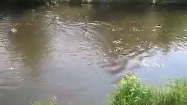 злые утки смотреть онлайн