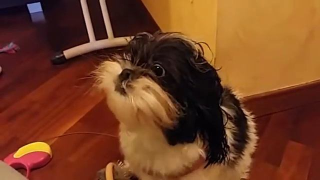 Shitzu Bianca bagnetto e poi Phone. смотреть онлайн