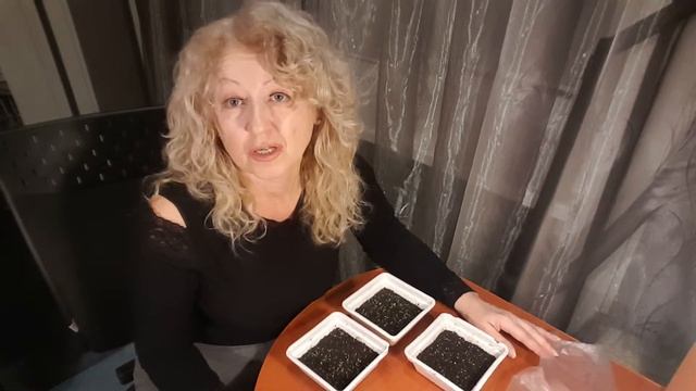 Сеем семена примулы . Primula . смотреть онлайн