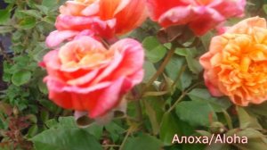 Aloha (Алоха) Плетистые розы - питомник роз "Розы от Татьяны"