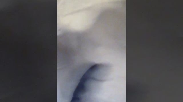 Мадагаскарские тараканы