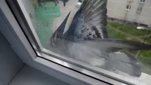 Кормушка на подоконнике 2 / Разборка питерская / Драка голубей. смотреть онлайн