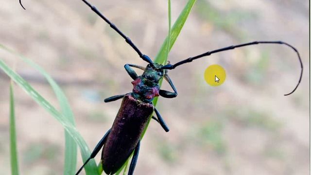 Жук вусач Сухомлинський Сказки на ночь Казки на ніч смотреть онлайн