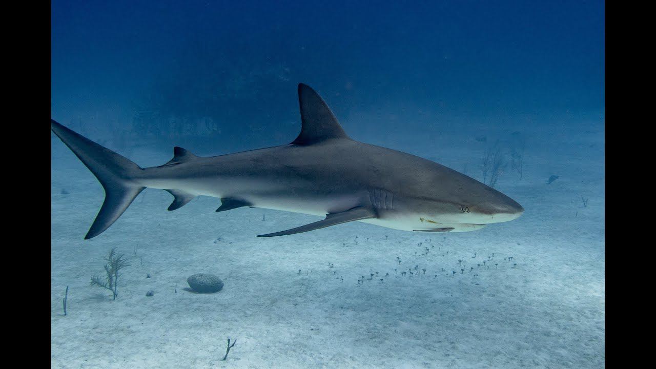 Большая акула кис смотреть онлайн