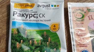 ПОЧЕМУ Сохнет Ель Коника. Советы по уходу. Болезни Хвойных.