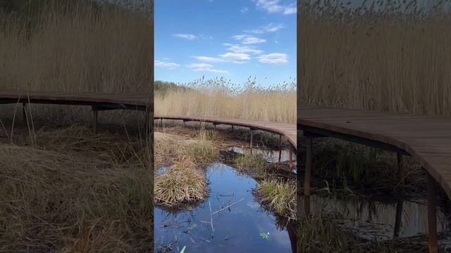 Новая экотропа рядом с Питером!