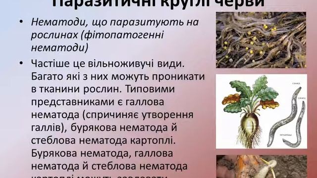 Пристосування в будові й процесах життєдіяльності паразитичних червів смотреть онлайн