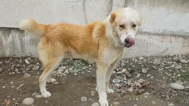 АЛАБАЙ БОЗОР БУЛИБ КЕТТИ | ФАРГОНА ИТ БОЗОРИ