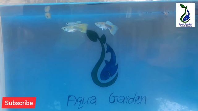 1st giveaway announcement(aqua garden fish and plants) смотреть онлайн