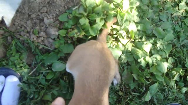 чихуахуа принцесса ли-ли смотреть онлайн