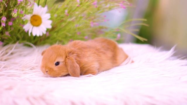 Крошка, красный минилоп декоративный кролик смотреть онлайн