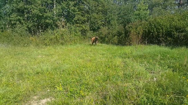 Козы и остальное хозяйство. Планы. смотреть онлайн