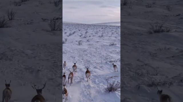 Вот ты какой Северный олень смотреть онлайн