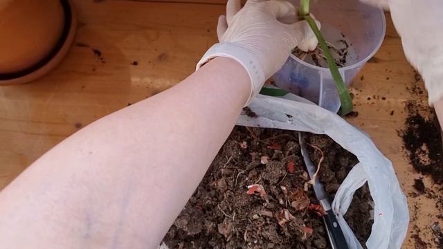 Пересадка очередной вегетативной детки гиппеаструма смотреть онлайн