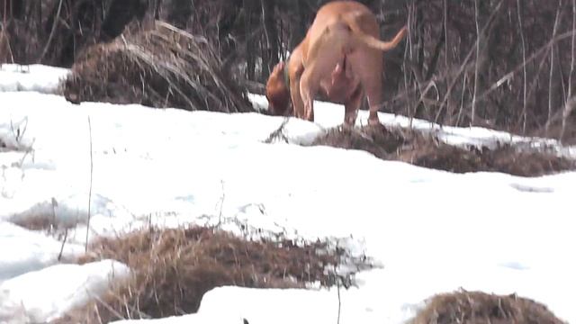 Питбультерьер в поле. Красивые кадры. Выгуливаю собак !#apbt #апбт#питбуль#питбультерьер#собака смотреть онлайн