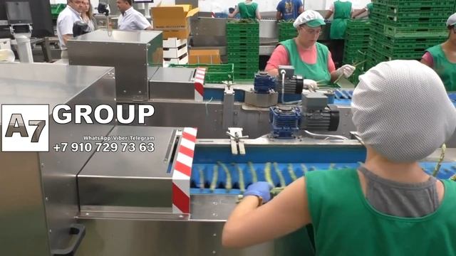 Автоматическая линия для сортировки растения спаржи премиум класса(30000стеблей/час).Пр-во Германия смотреть онлайн