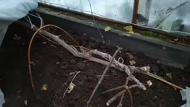 Укрытие винограда в теплице смотреть онлайн
