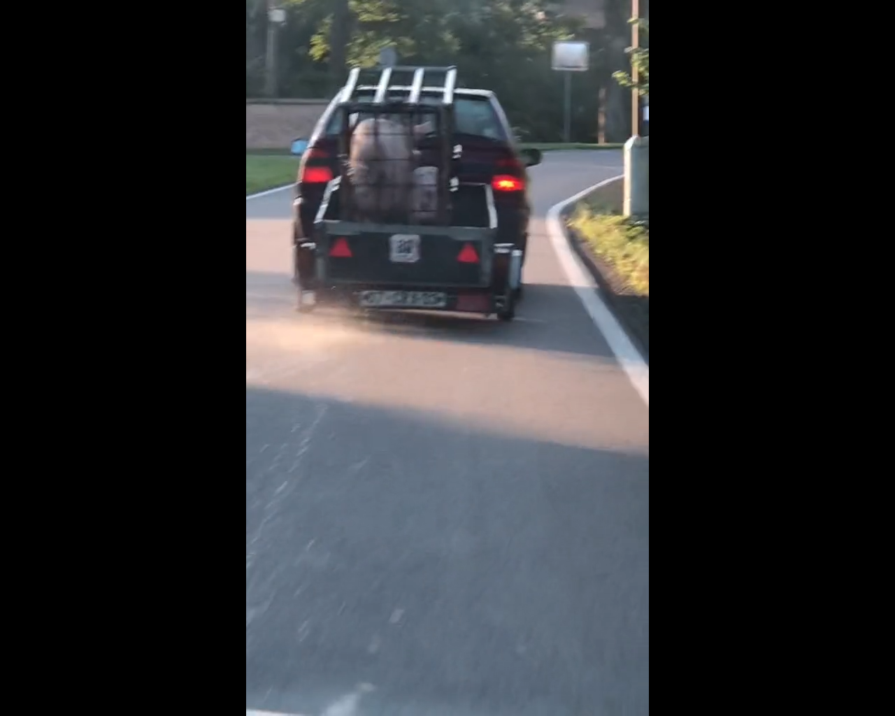 свинья в польше обмочила водителю лобовуху