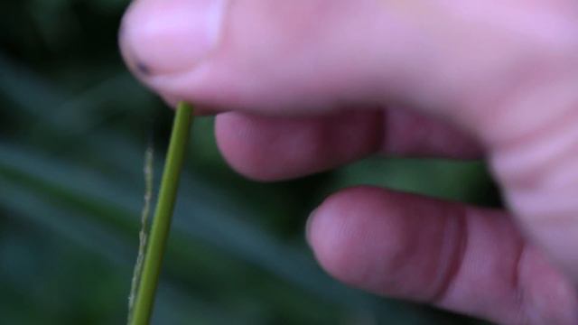 3 Obscure Wild Edibles You Can Find While Foraging - Chufa, Asiatic Day Flower, Clear Weed смотреть онлайн