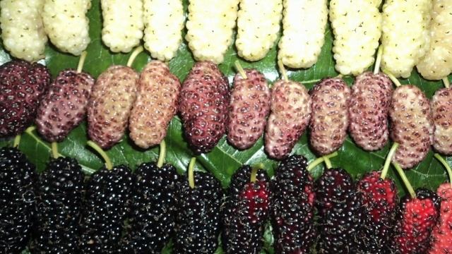 Мастерство и Самосовершенствование