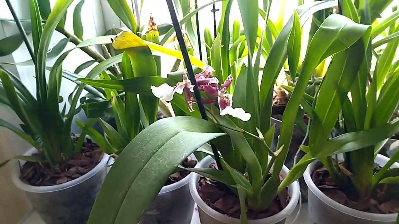 Орхидеи. Ура! Цветоносы! смотреть онлайн