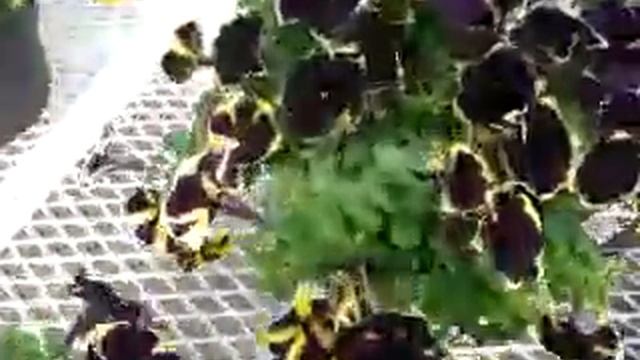 Happy Magic Petunias смотреть онлайн