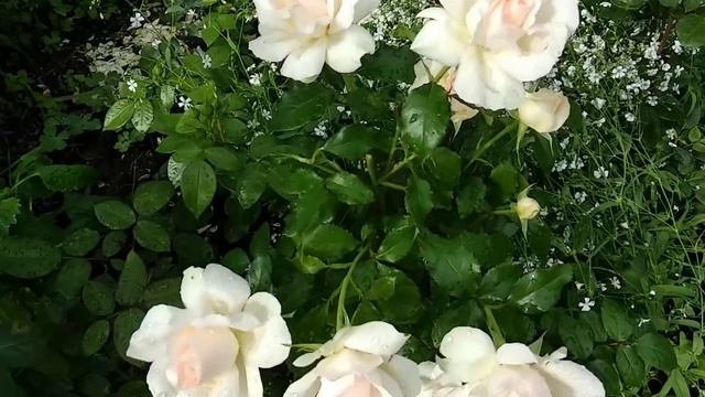 Розы. Цветение новинок Три условия для успешного развития саженцев. смотреть онлайн