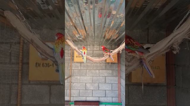 Пастельные розеллы Красного цвета: Обзор и характеристики смотреть онлайн