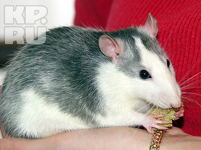 КРЫСА ЛИЖЕТ РУКИ ХОЗЯИНУ смотреть онлайн