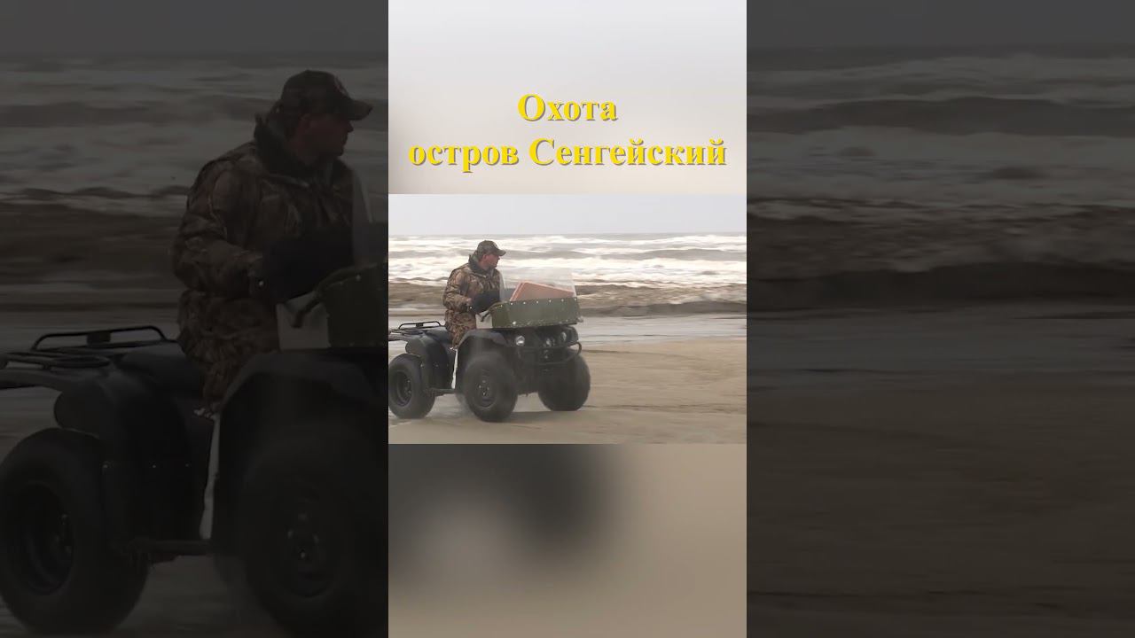 Охота на острове Сенгейский 18 #охотавроссии #охотанагуся смотреть онлайн