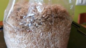 18. Показываю. Как развивается мицелий ежовика  на буром рисе и как развивается  жидкий  мицелий.