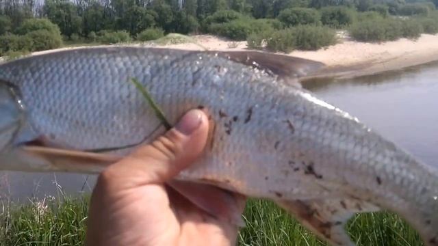 Рыбалка на малых реках.р.Тёша,поимка жериха. смотреть онлайн
