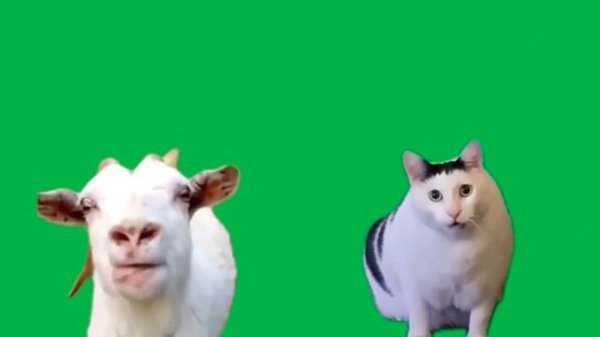 Green Screen Goat Talking to Clueless Huh Cat Meme