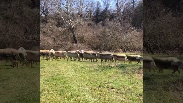 MiMiMiKo / овцы Лакон / Lacon / ферма под ключ / овцеводство / Дорпер / Dorper / информация ? смотреть онлайн