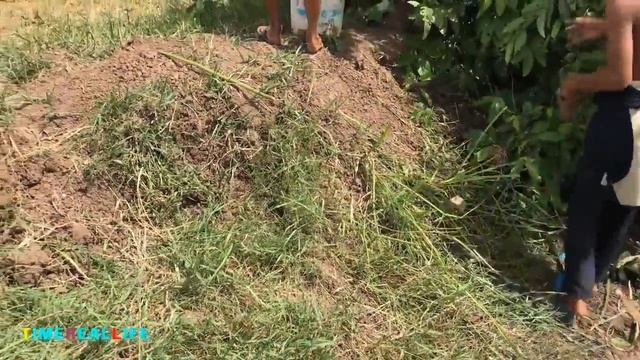 Самая удивительная красивая девушка ловит большую змею рукой - как поймать змею в Камбодже смотреть онлайн